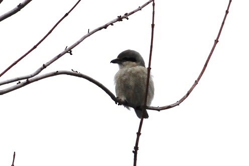 Northern Shrike - ML140408671