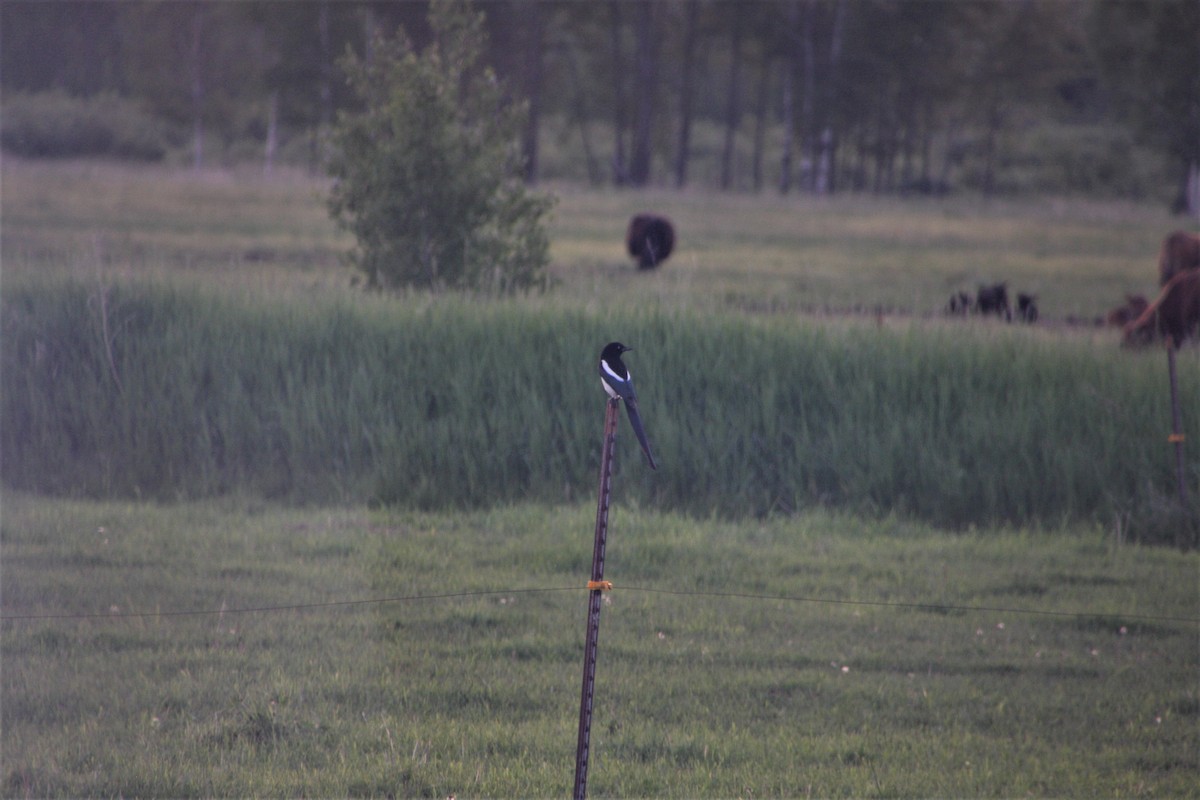 Black-billed Magpie - ML140408721