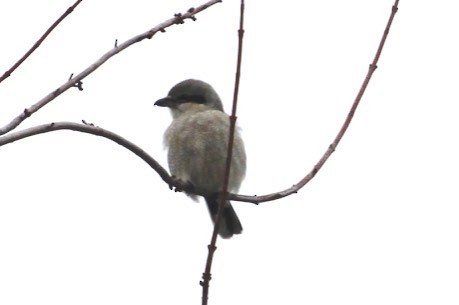 Northern Shrike - David Marjamaa