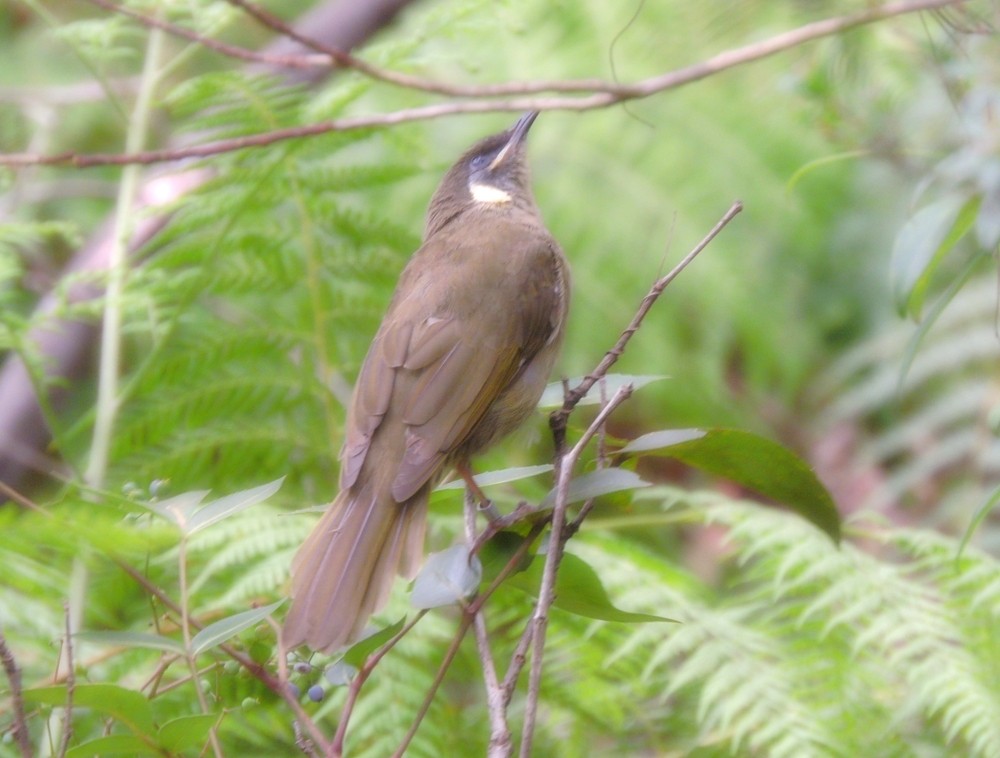 Lewin's Honeyeater - ML140410551