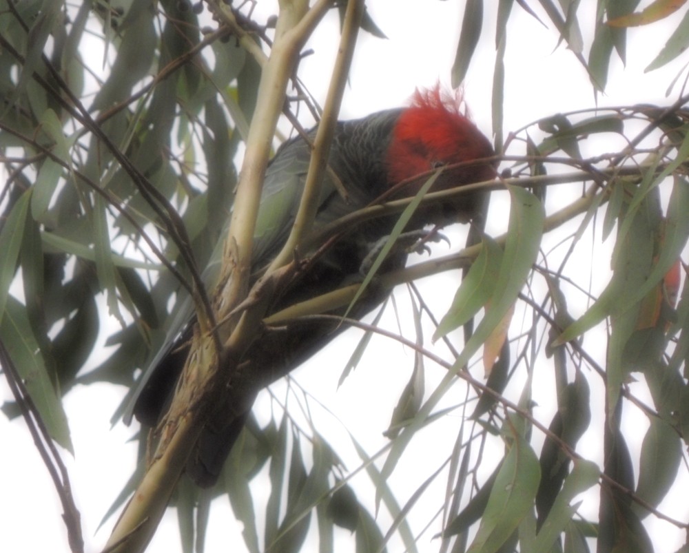 Cacatoès à tête rouge - ML140410731