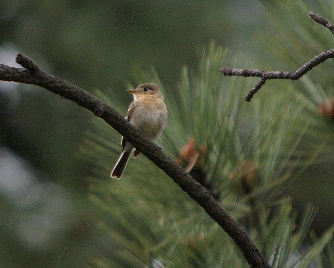 Buff-breasted Flycatcher - Martin Reid