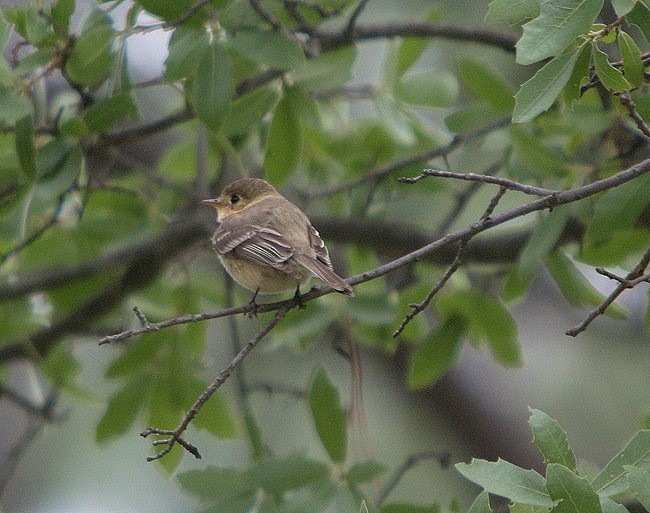 Buff-breasted Flycatcher - ML140413921