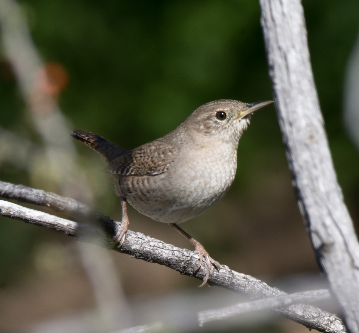 House Wren (Northern) - ML140414061