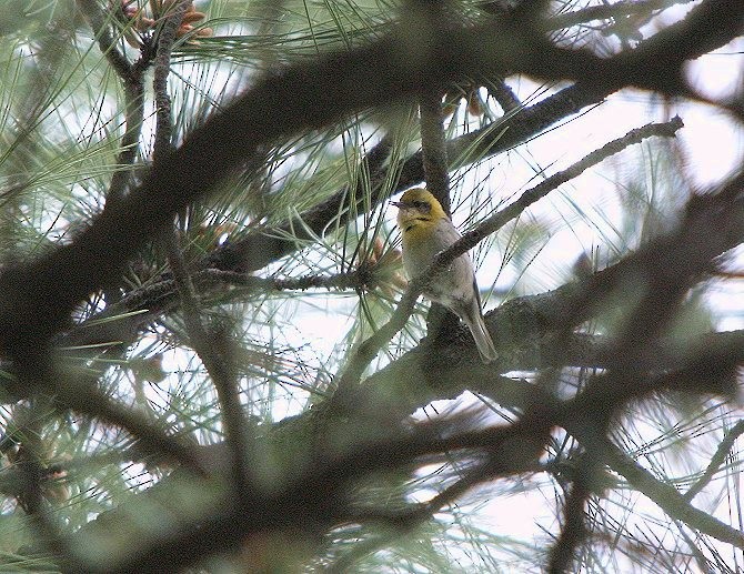 Olive Warbler - ML140414881