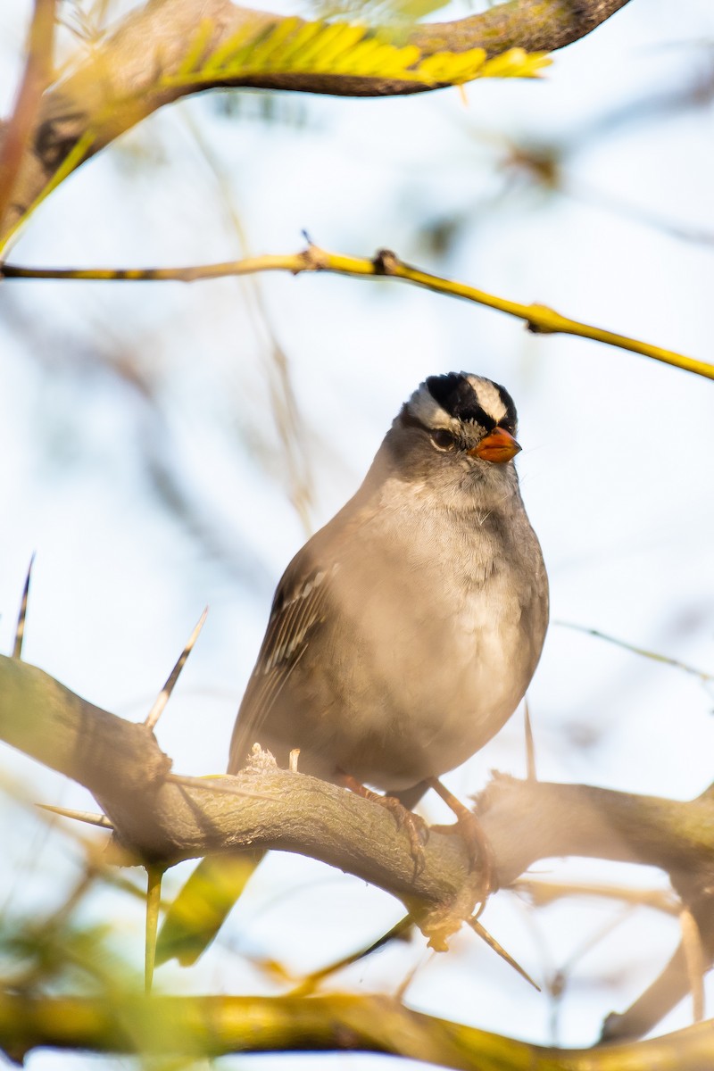 White-crowned Sparrow - ML140414911