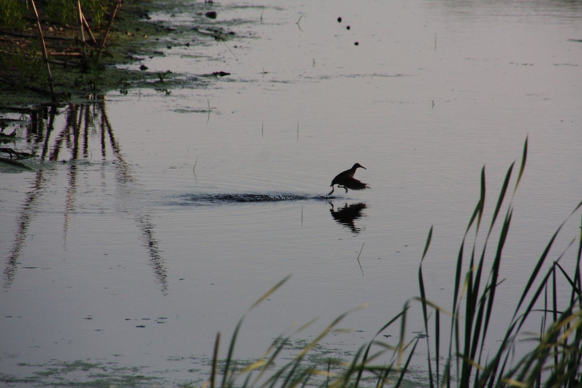 Virginia Rail - ML140415511