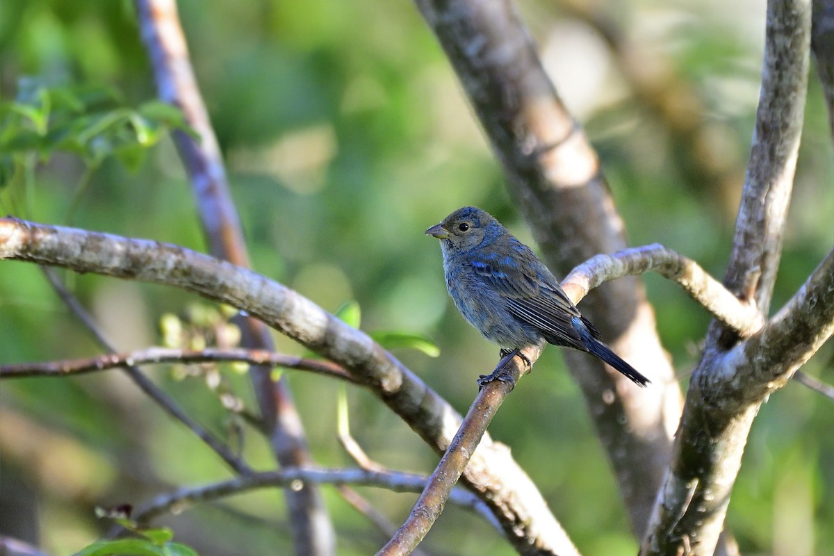 Indigo Bunting - ML140415521