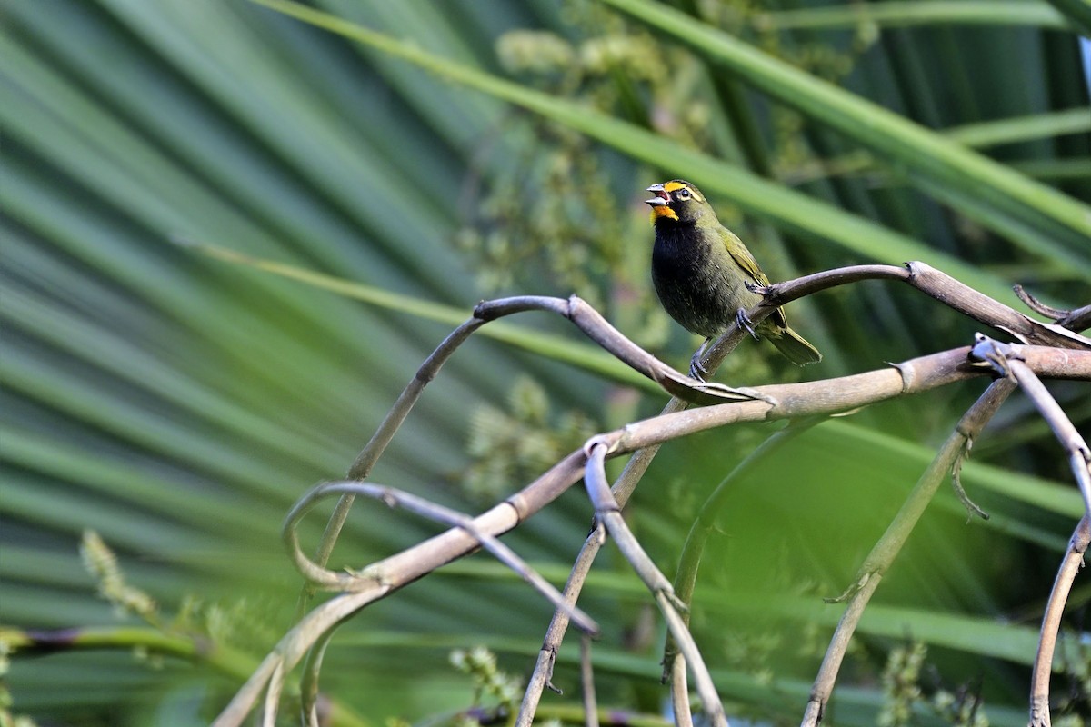 Yellow-faced Grassquit - Luis Guillermo