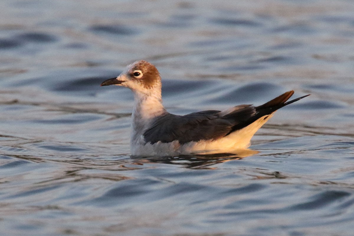 Franklin's Gull - ML140415761