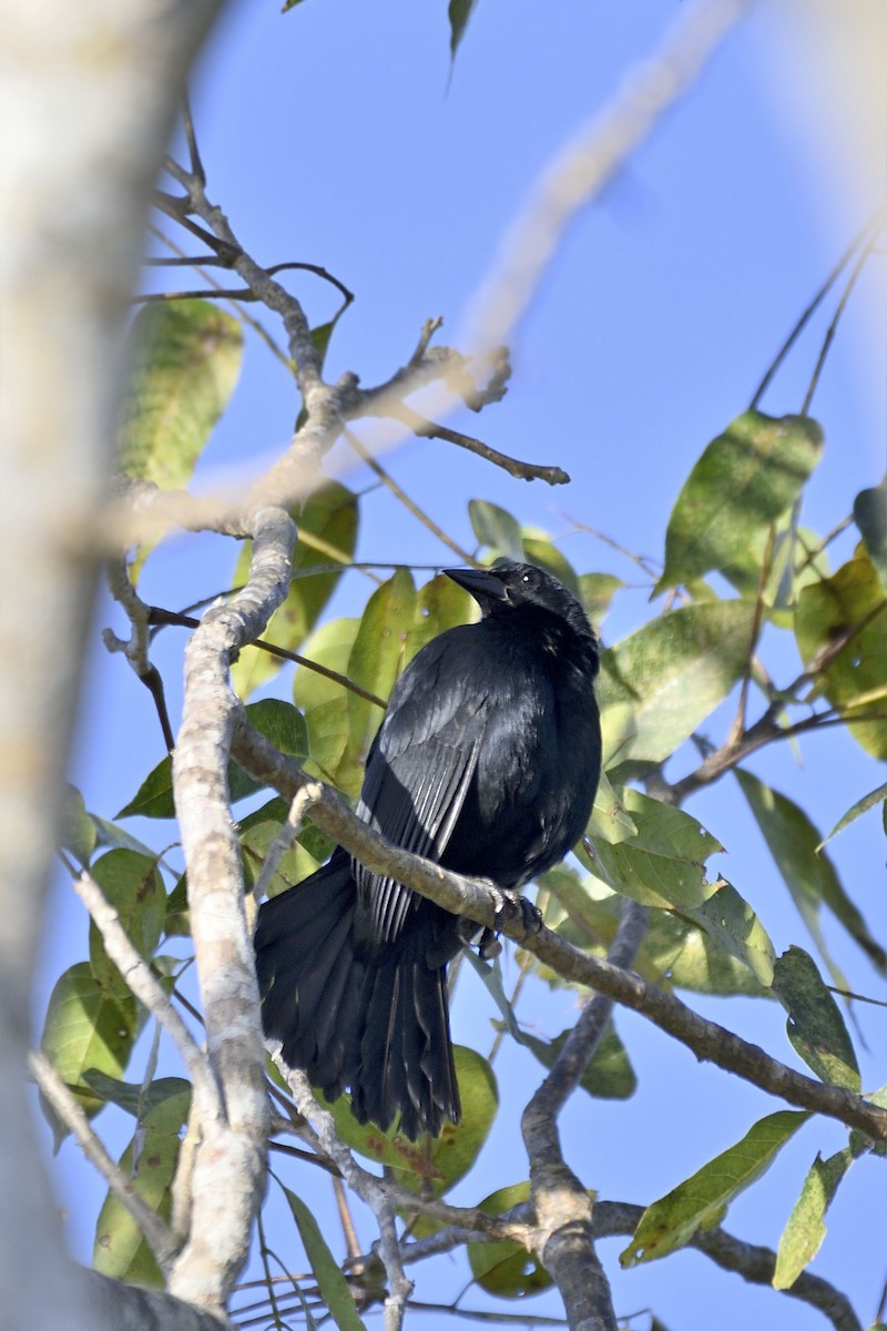 Melodious Blackbird - ML140415801