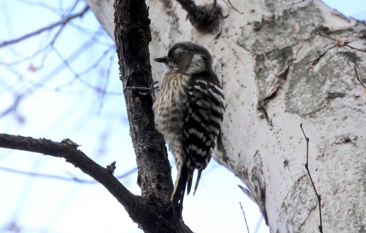 Japanese Pygmy Woodpecker - ML140415831