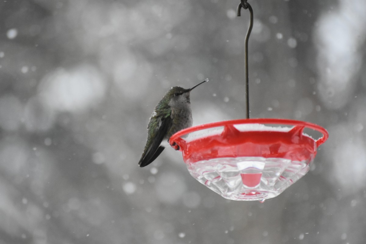 Anna's Hummingbird - ML140416081