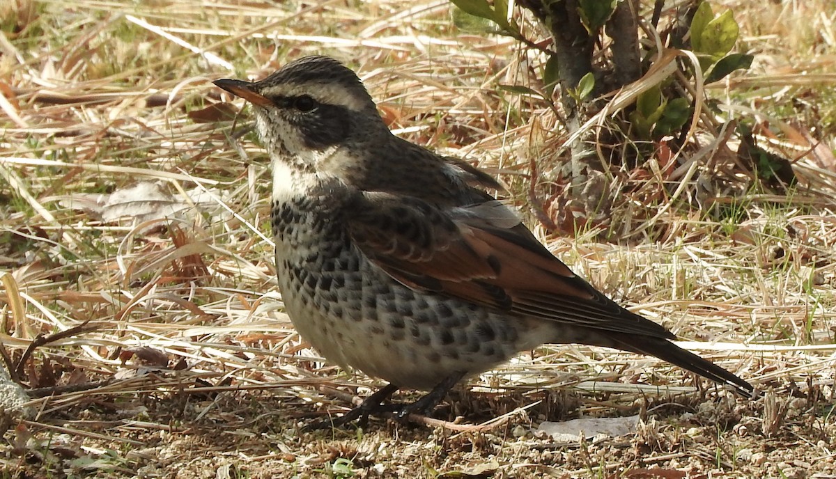 Dusky Thrush - ML140416331