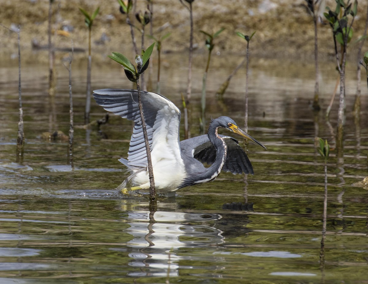 Dreifarbenreiher - ML140417321