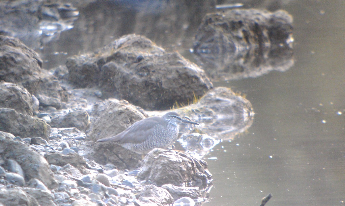 Wandering Tattler - ML140418661