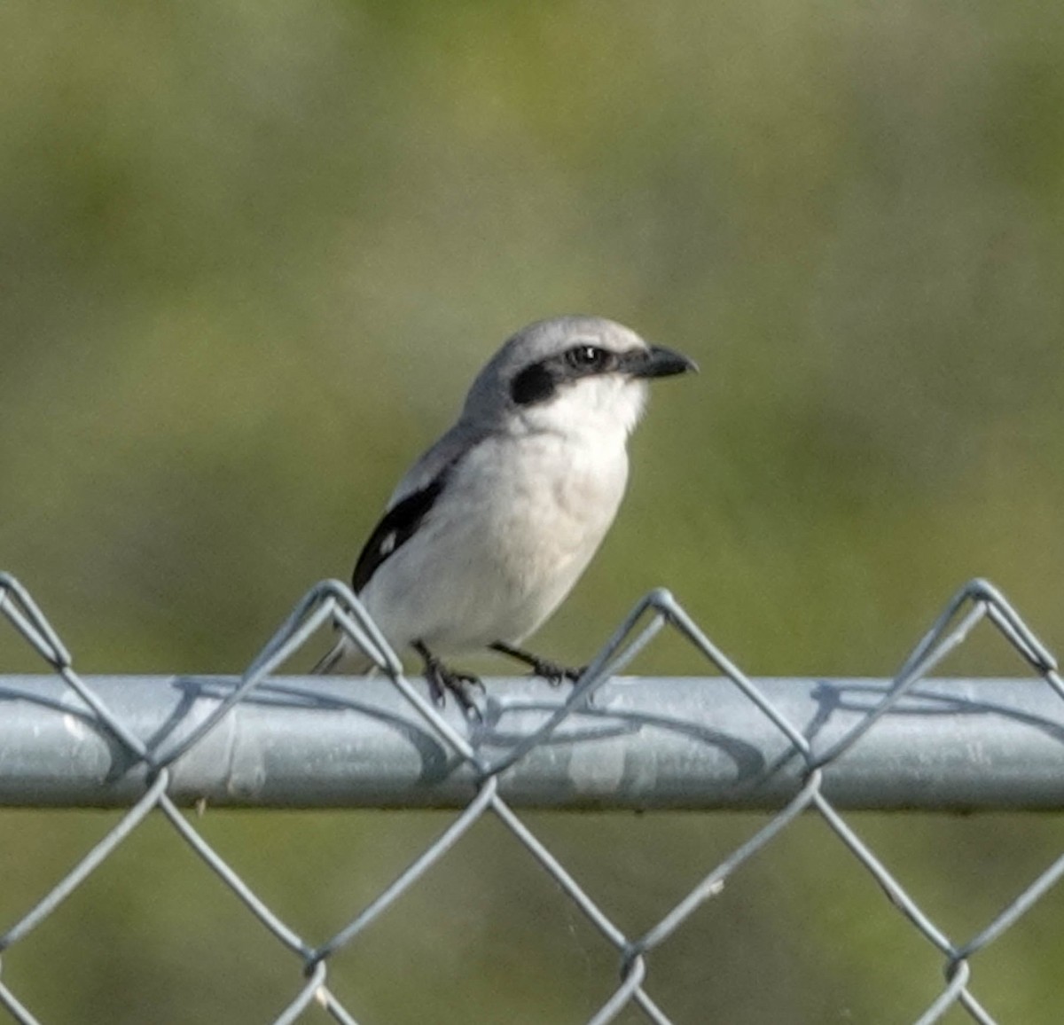 Loggerhead Shrike - ML140419441