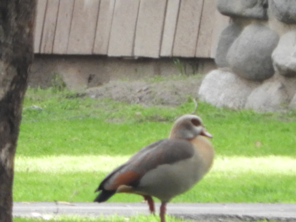 Egyptian Goose - ML140420801