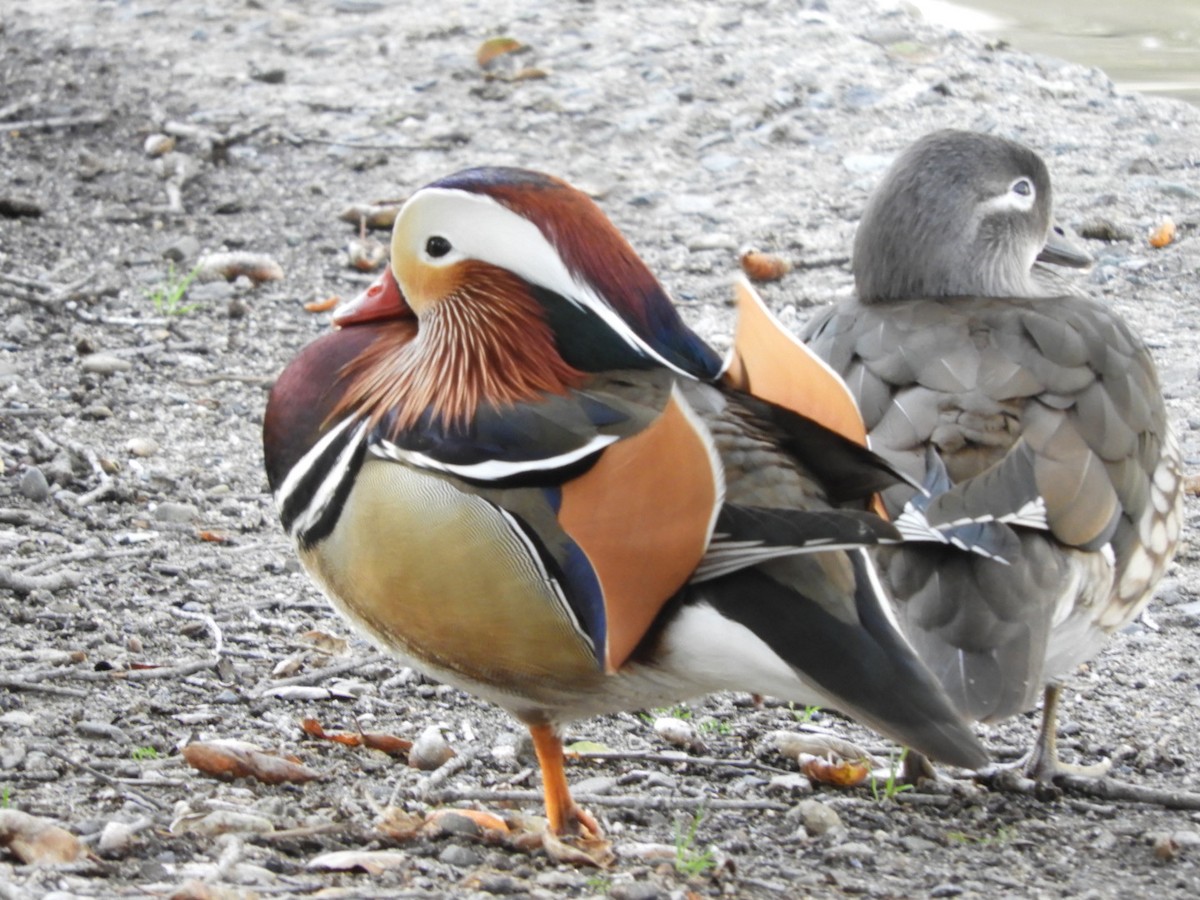 Mandarin Duck - ML140421811