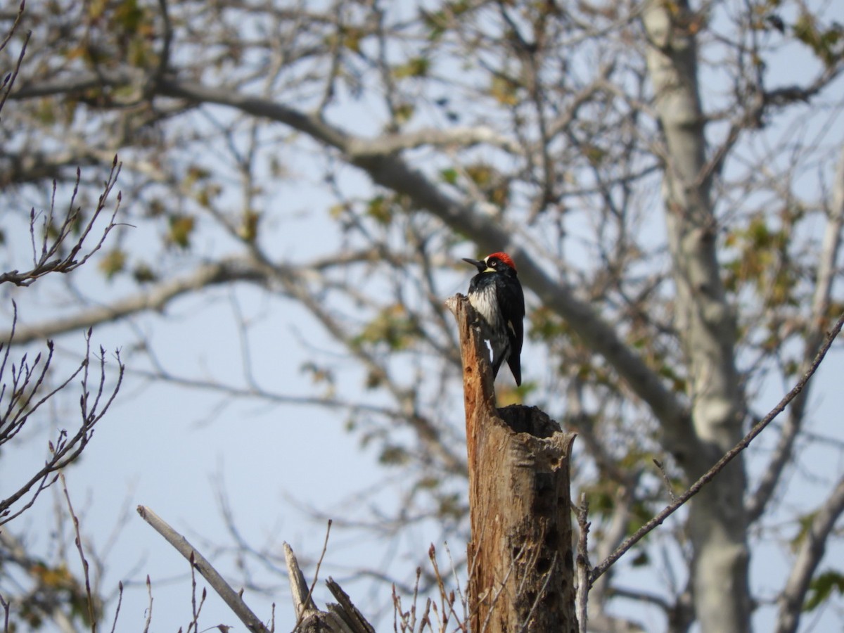 Acorn Woodpecker - ML140422131