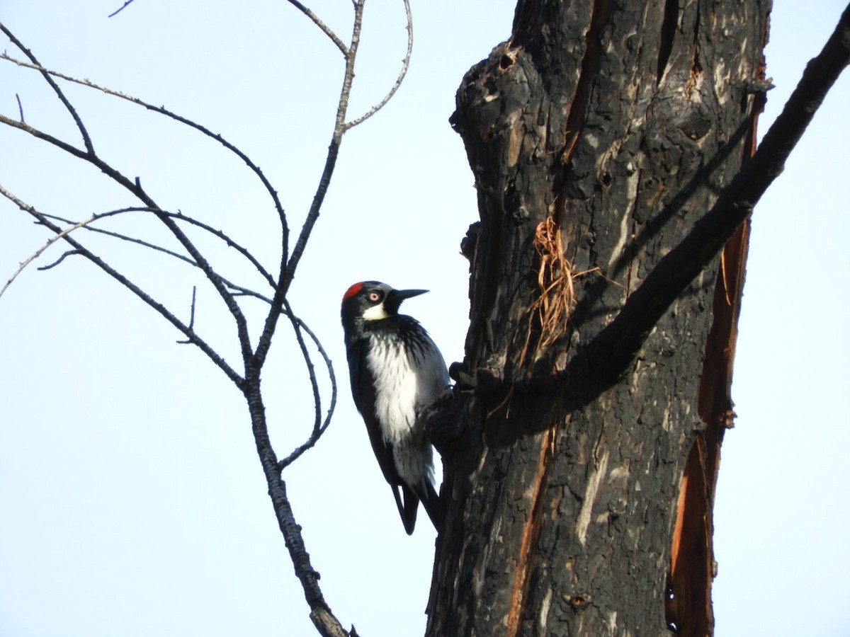 Acorn Woodpecker - ML140422311