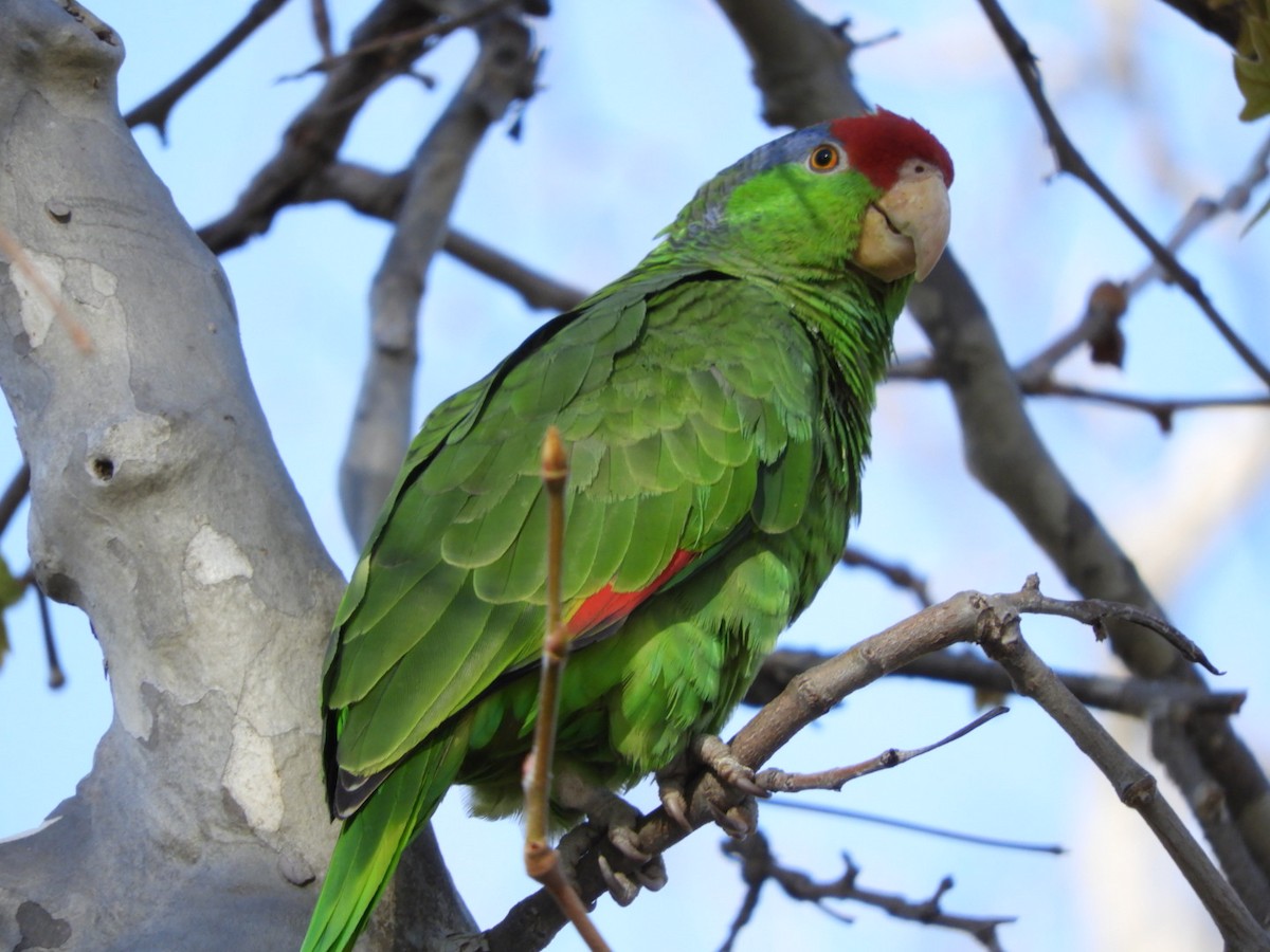 Lilac-crowned Parrot - ML140422521