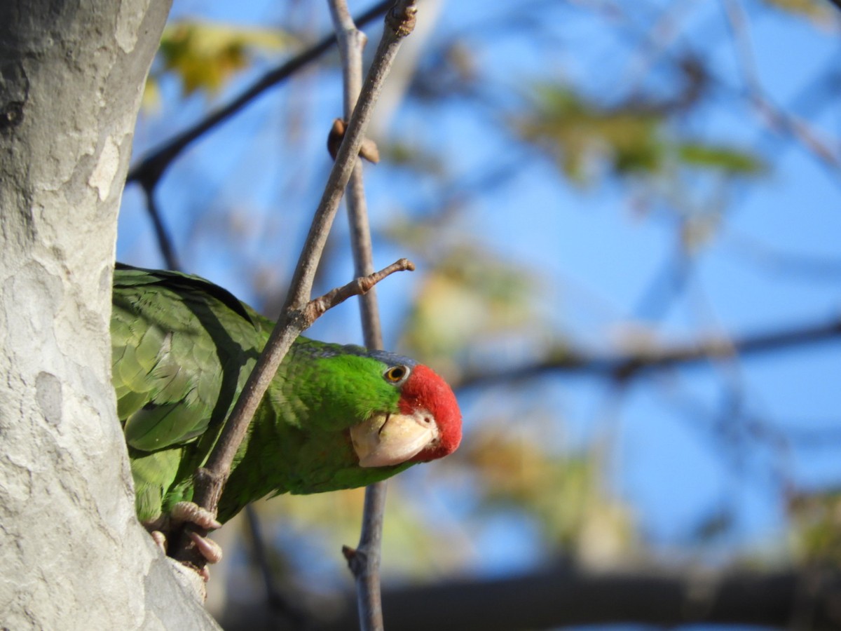 Lilac-crowned Parrot - ML140422691
