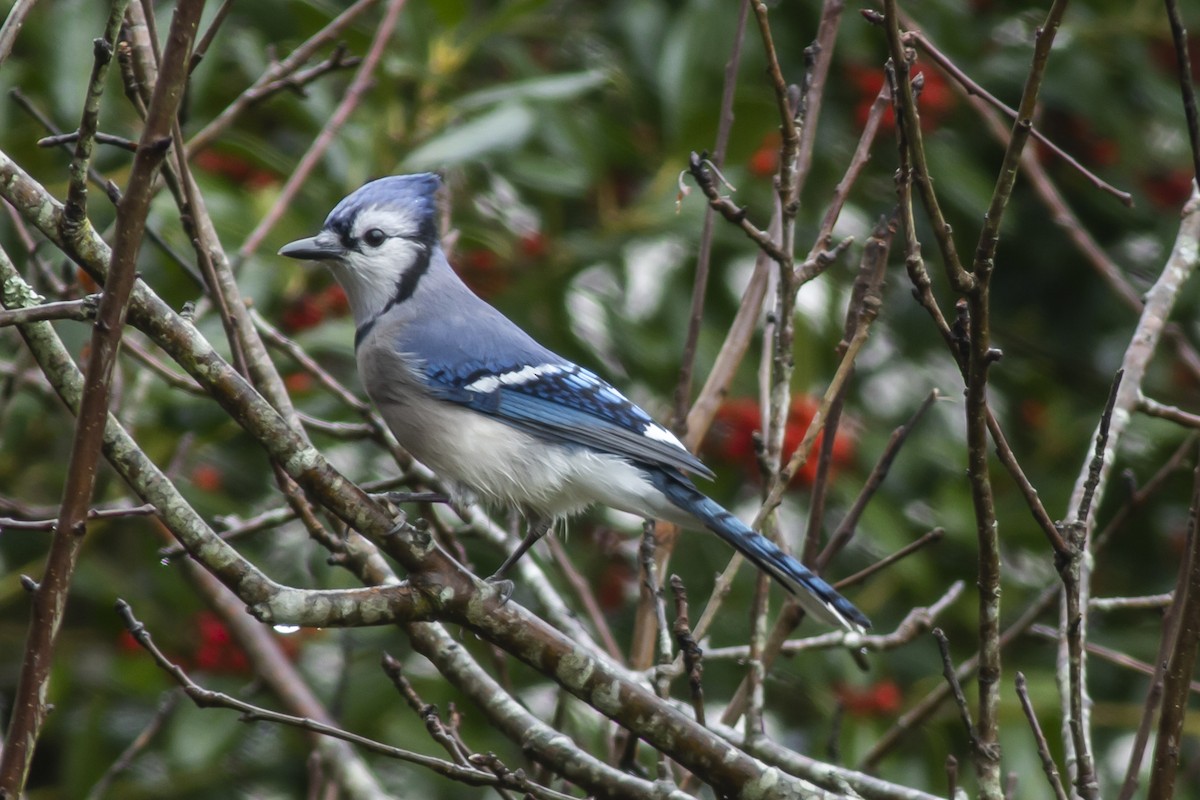 Blue Jay - George Holt