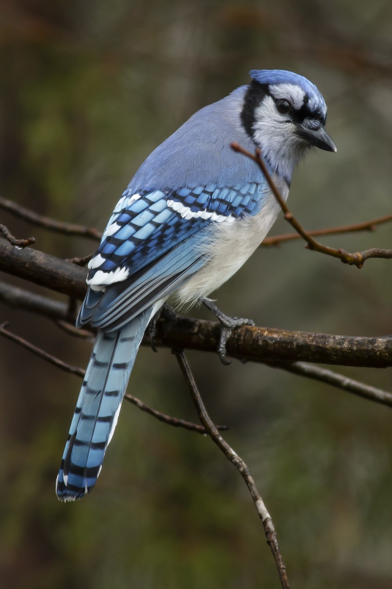 Blue Jay - George Holt