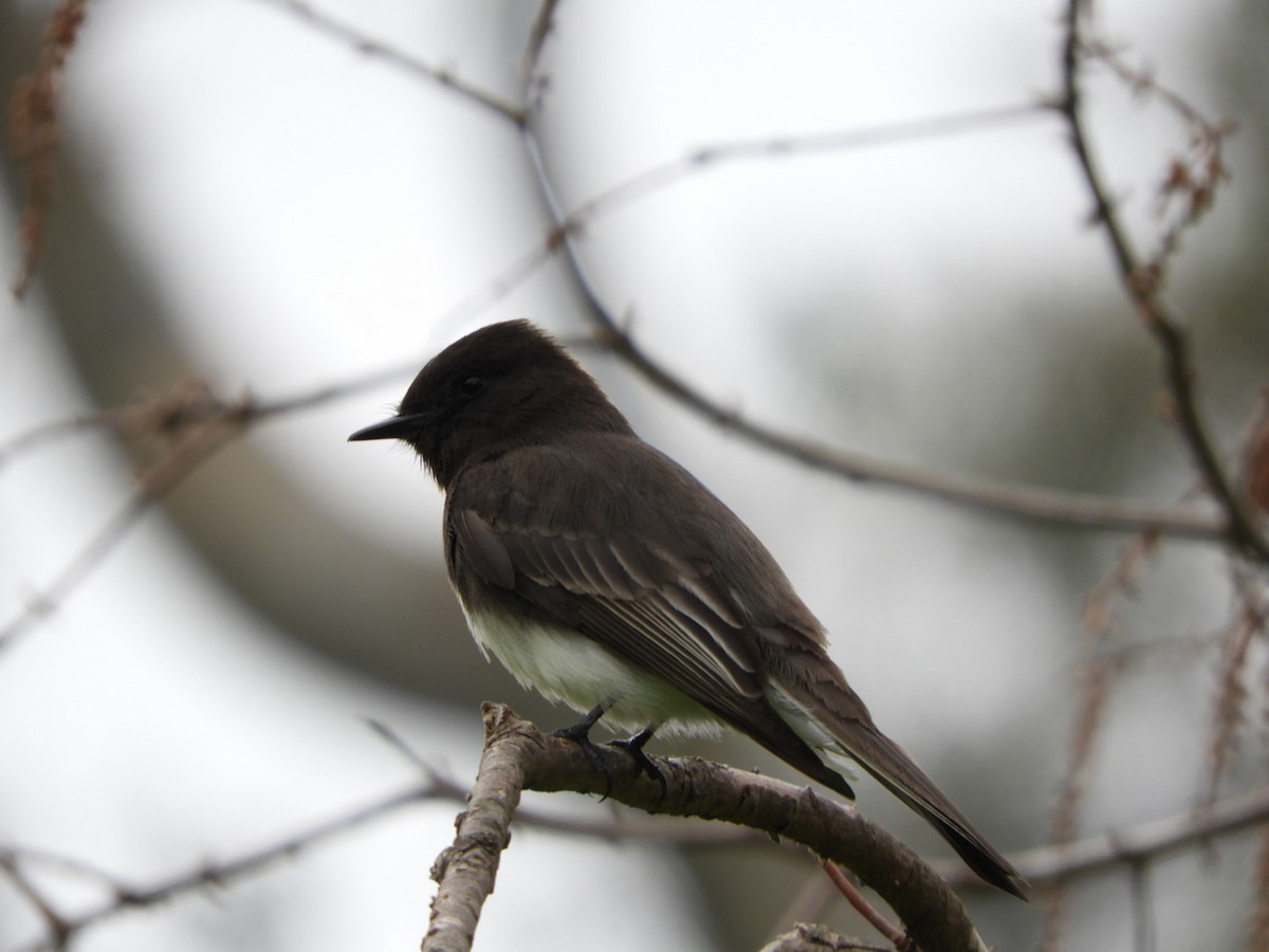 Black Phoebe - ML140423101