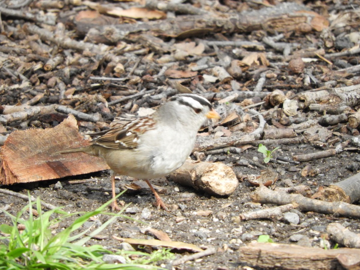 White-crowned Sparrow - ML140423481