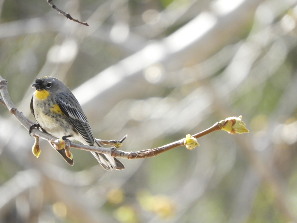 Yellow-rumped Warbler - ML140423541