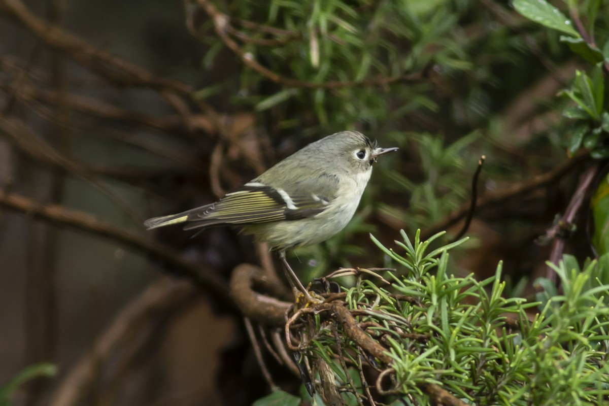 Ruby-crowned Kinglet - ML140423611