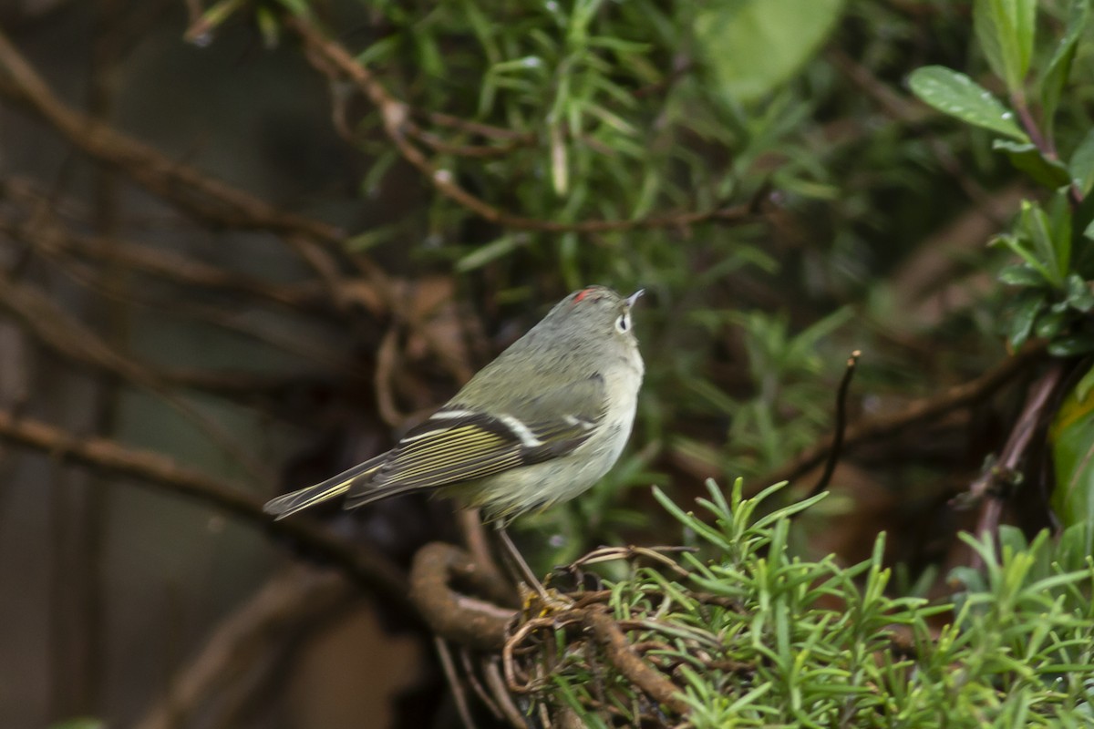 Ruby-crowned Kinglet - ML140423621