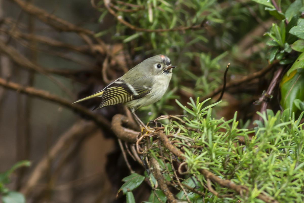 Ruby-crowned Kinglet - ML140423631