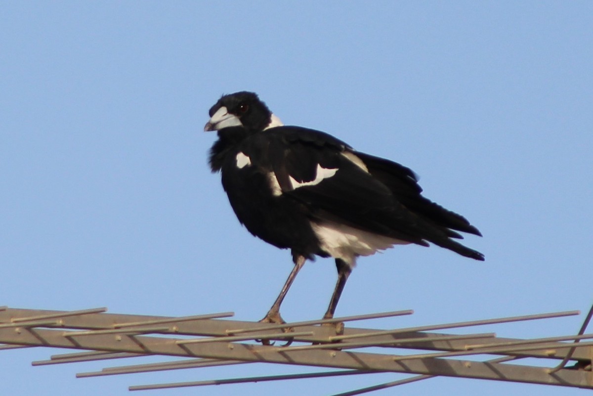 Australian Magpie (Black-backed) - Leonie Beaulieu