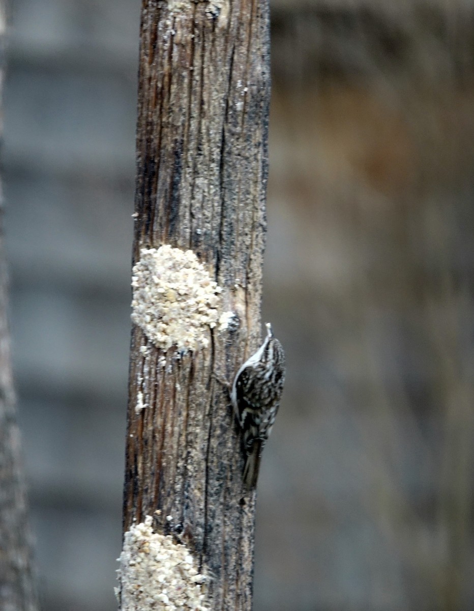 Brown Creeper - ML140424311