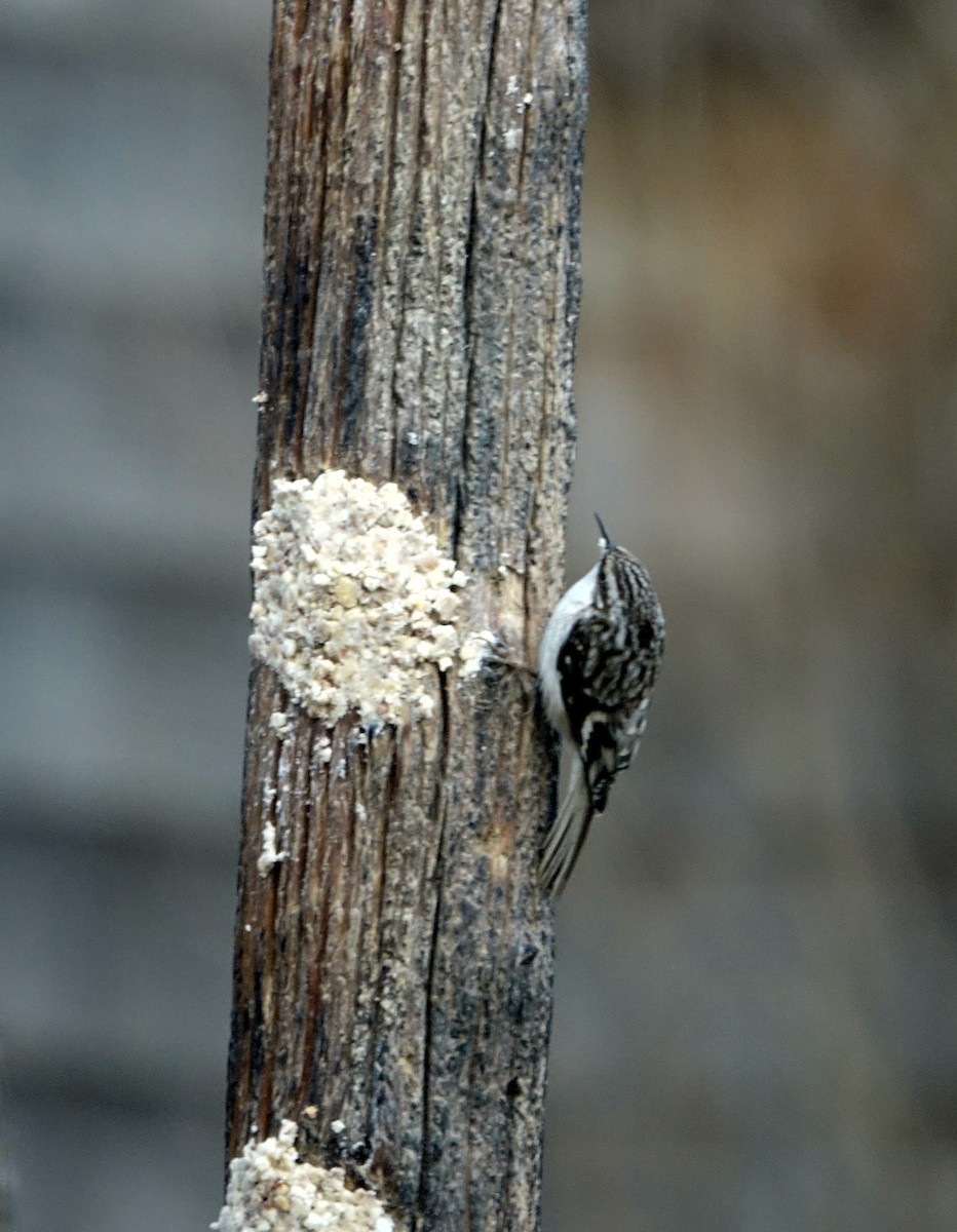 Brown Creeper - ML140424351