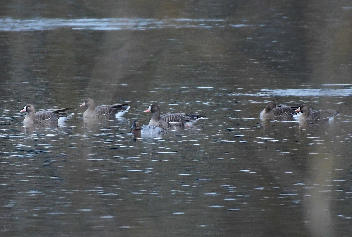 Greater White-fronted Goose - Rachel Hudson