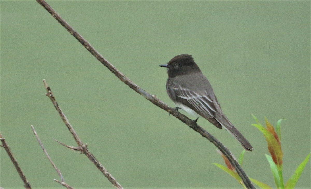 Black Phoebe - ML140425051