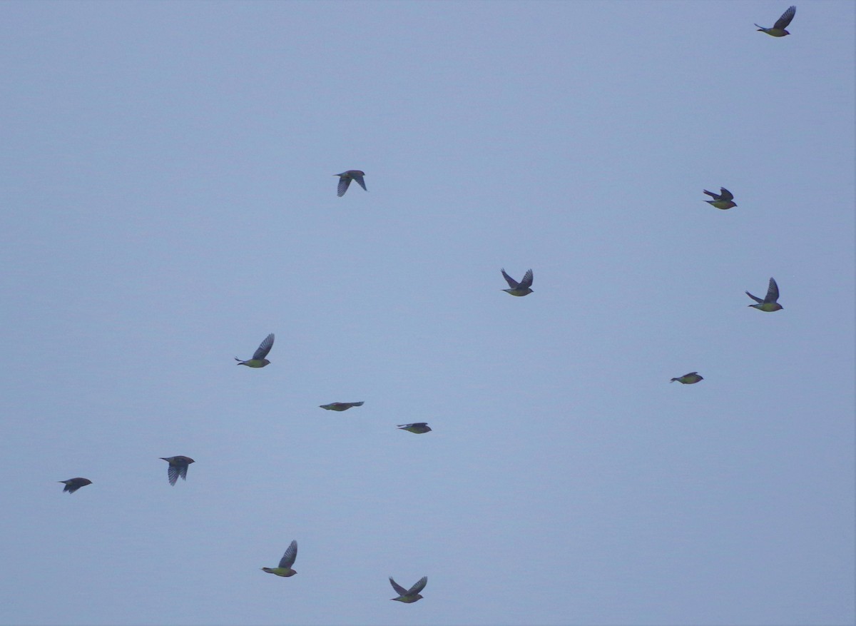 Cedar Waxwing - ML140425221
