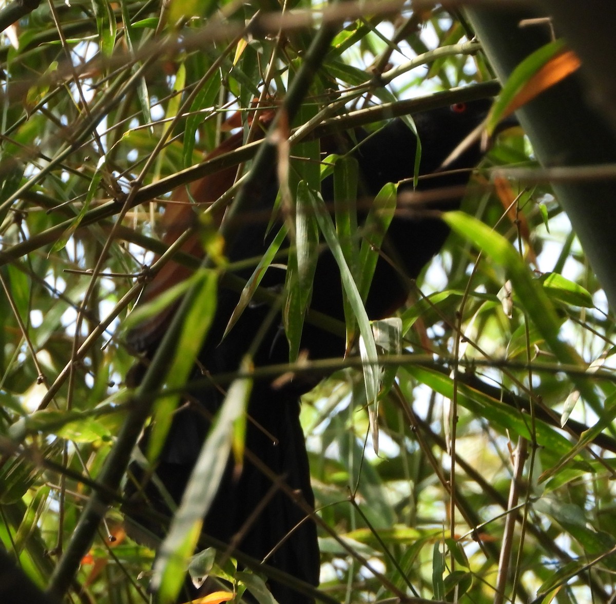 Greater Coucal - ML140425411