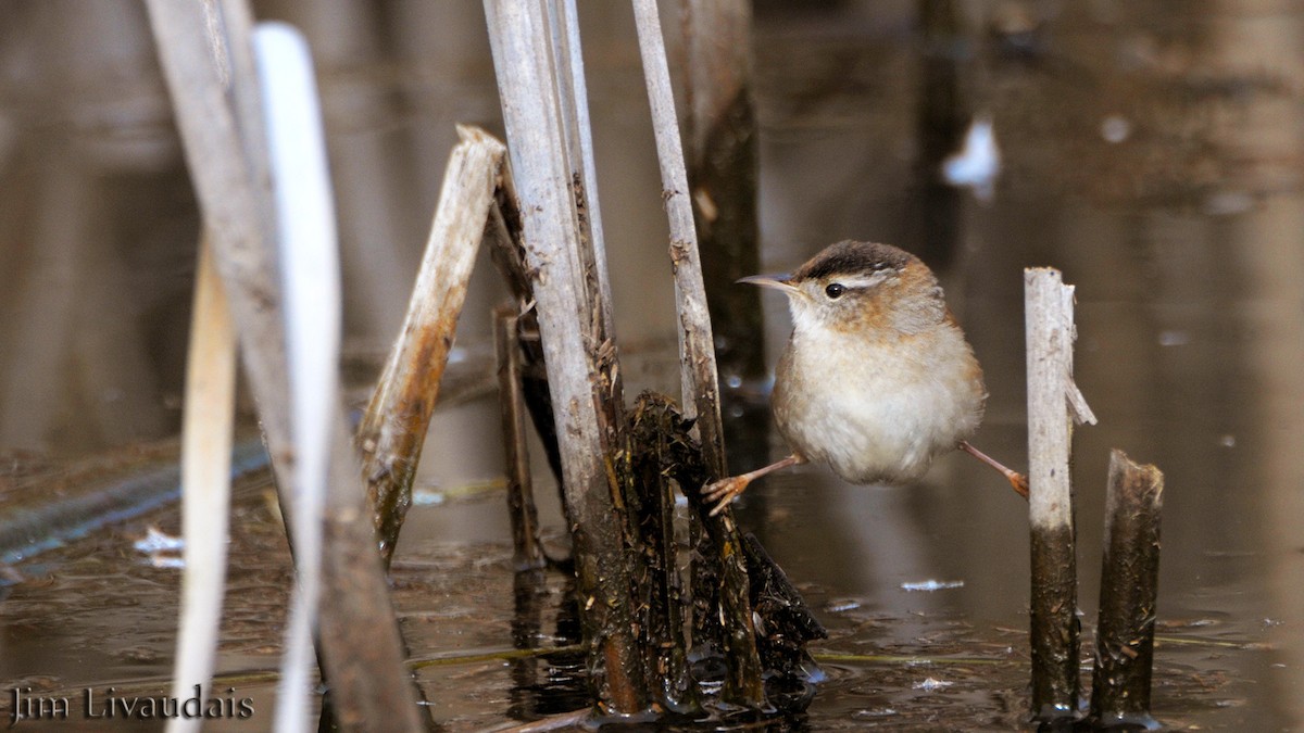 Marsh Wren - ML140427301