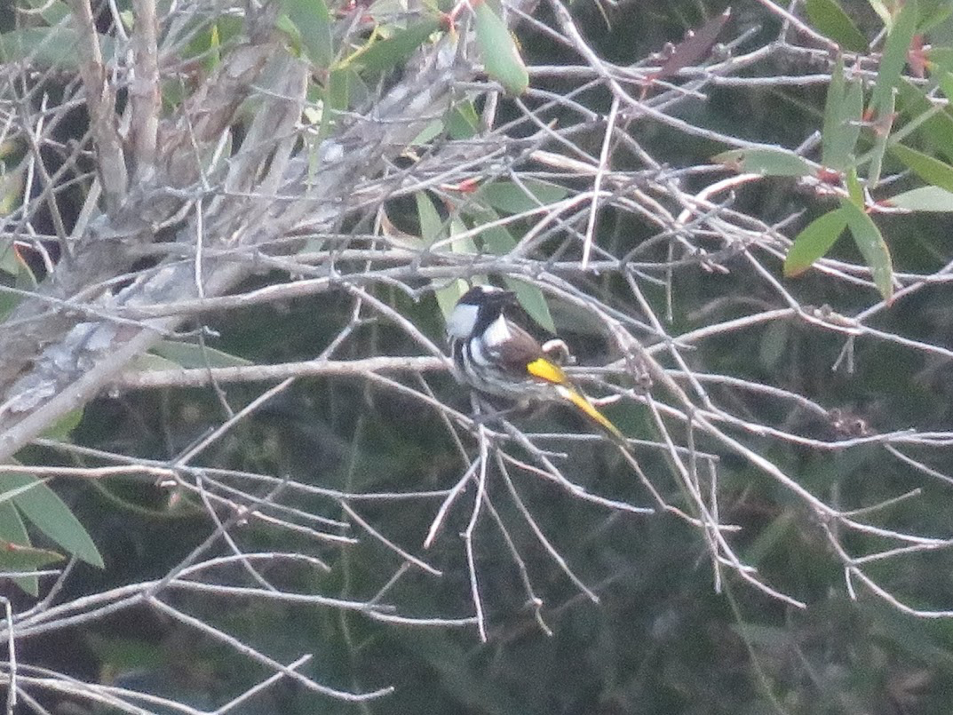 White-cheeked Honeyeater - ML140428311