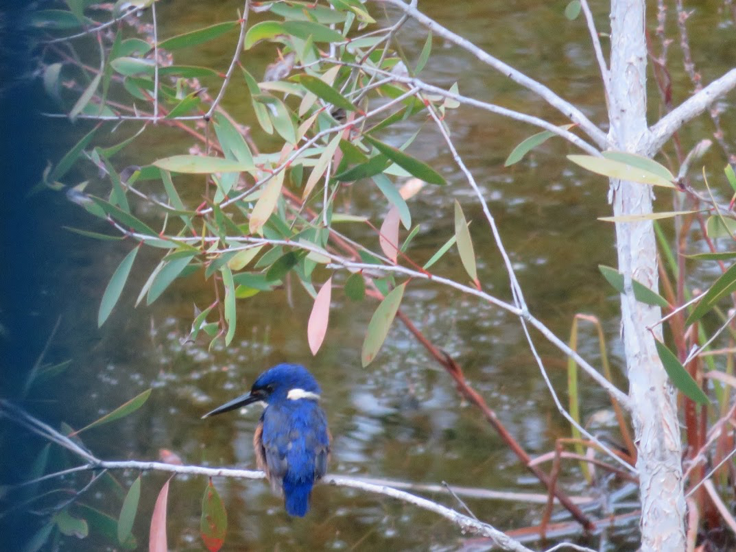 Azure Kingfisher - Leon Hickok