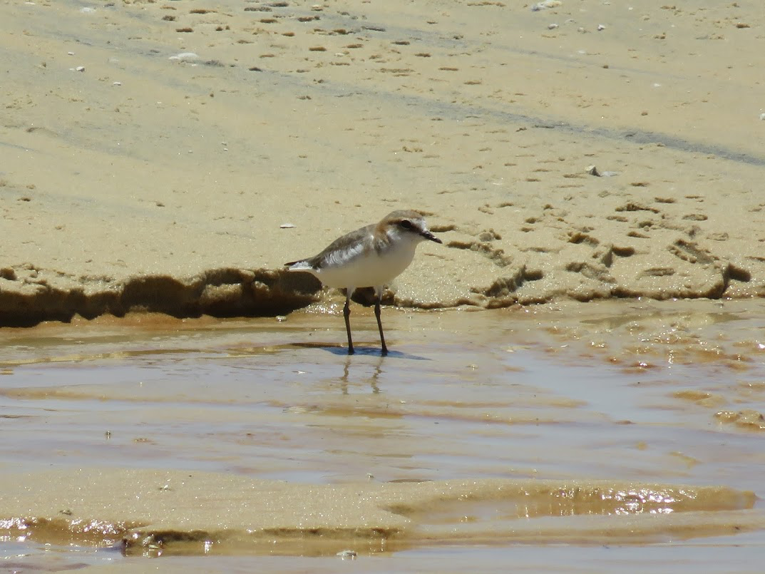 Red-capped Plover - Leon Hickok