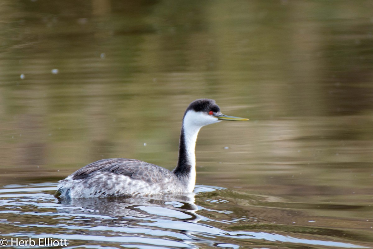Western Grebe - ML140431281