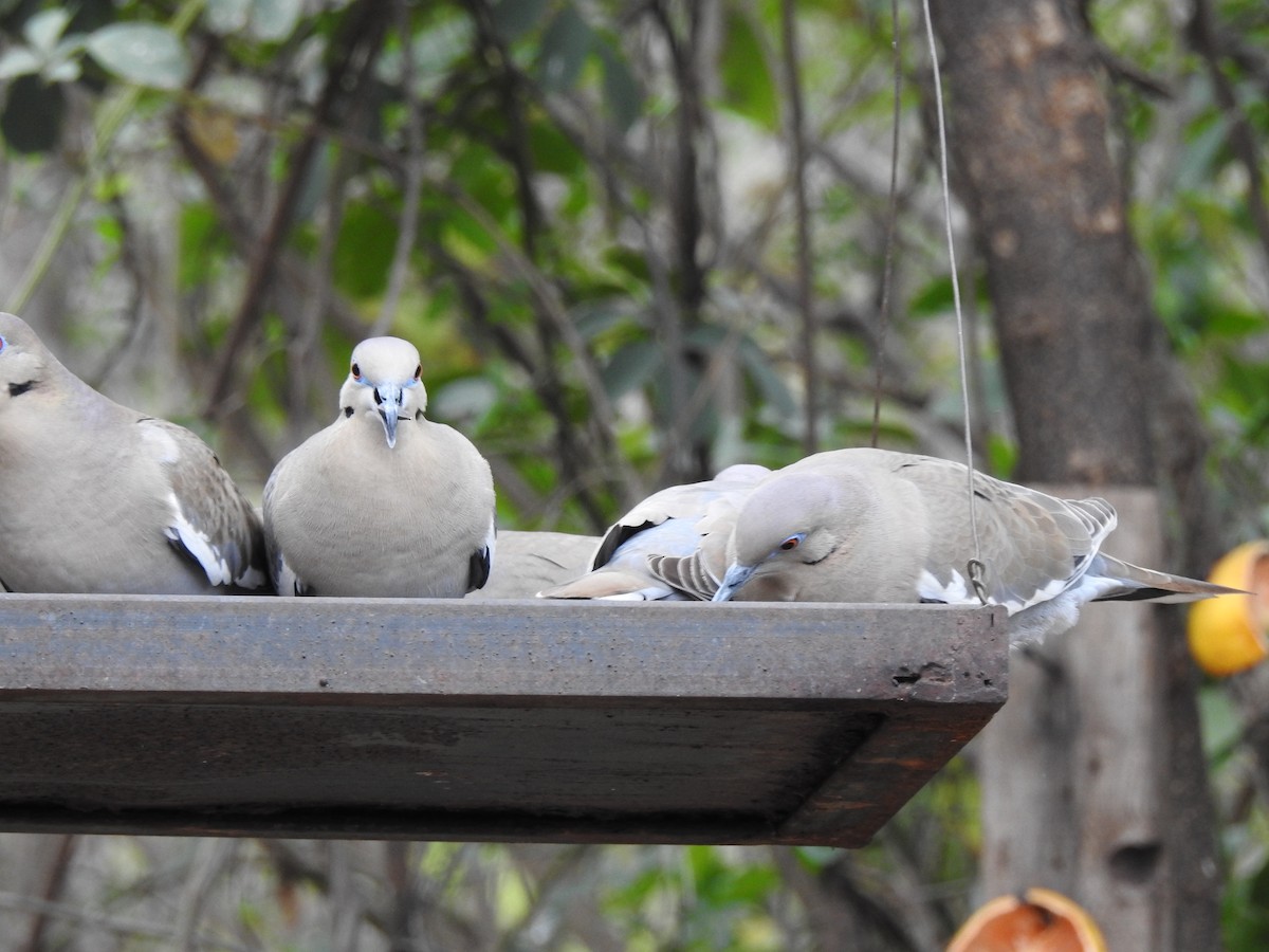 White-winged Dove - ML140432021