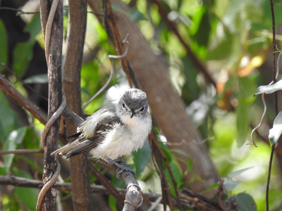 Vireo Plomizo - ML140432281