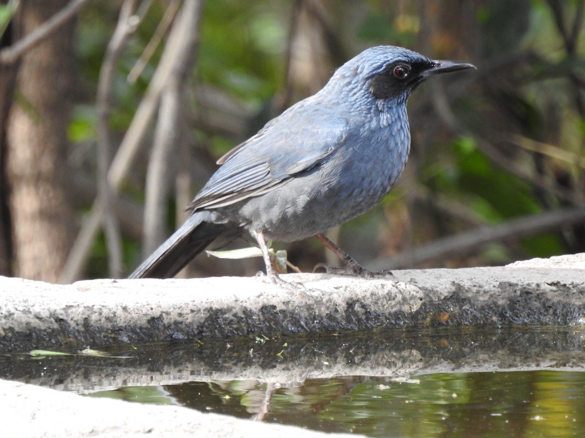 Mulato Azul - ML140432441